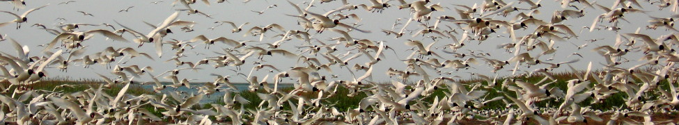 Банер