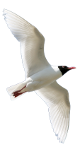 larmel